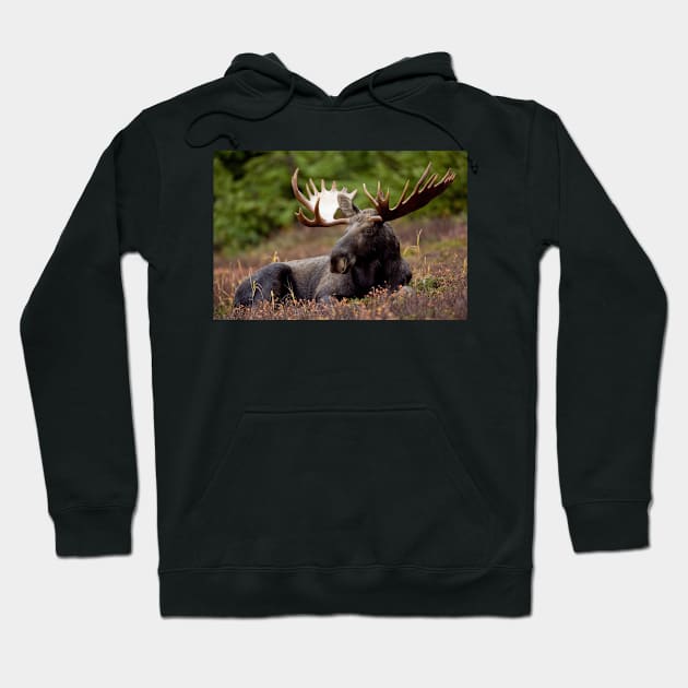 Moose Hoodie by kawaii_shop